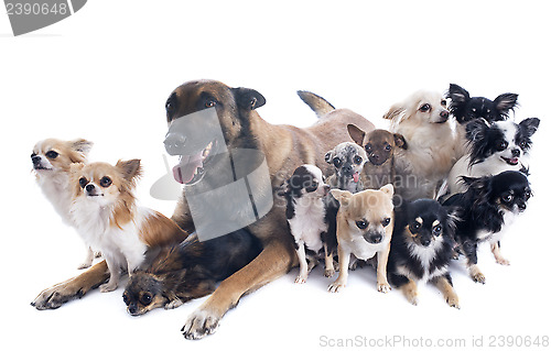 Image of malinois and chihuahuas