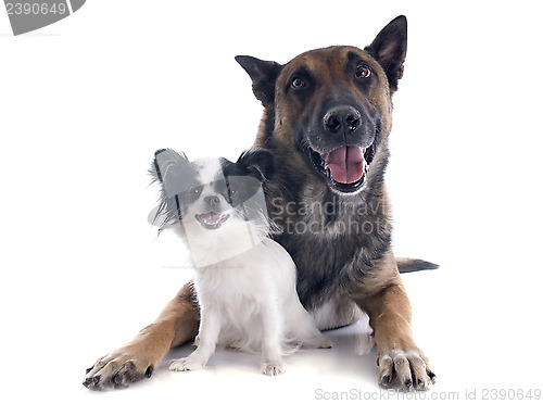 Image of malinois and chihuahua