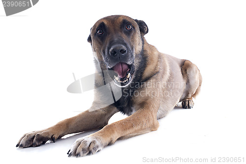 Image of talking dog