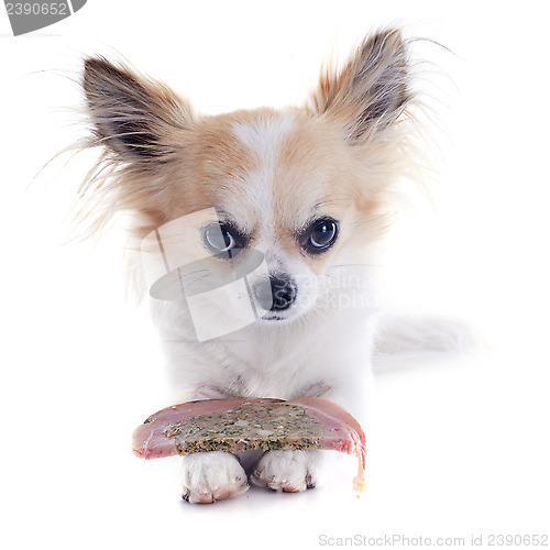 Image of chihuahua and meat