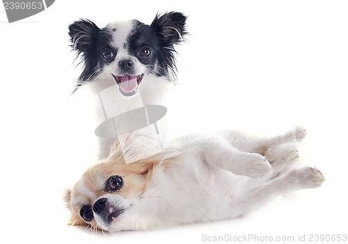 Image of chihuahuas