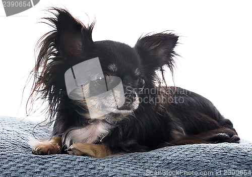 Image of puppy chihuahua