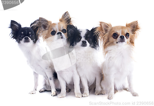 Image of chihuahuas