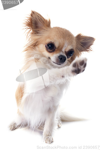 Image of playing chihuahua