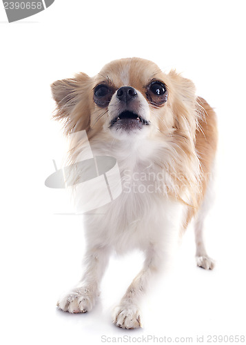 Image of barking chihuahua