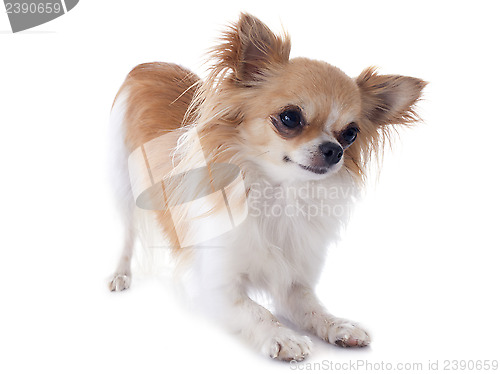 Image of playing chihuahua