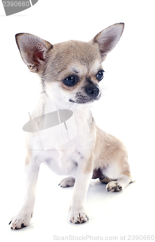 Image of puppy chihuahua