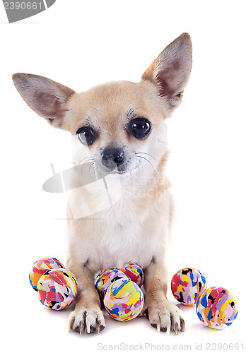 Image of puppy chihuahua and balls
