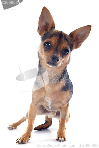 Image of puppy chihuahua