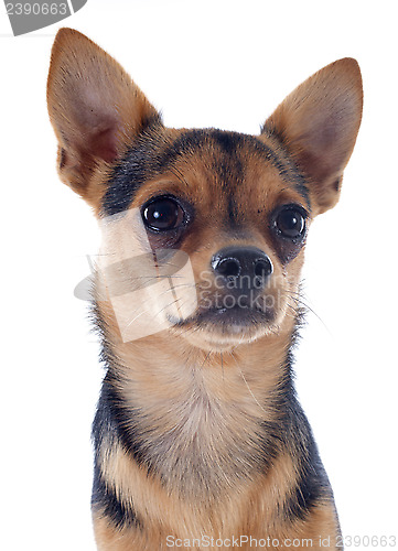 Image of puppy chihuahua