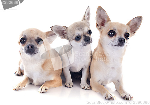 Image of chihuahua family