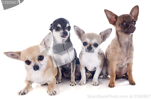 Image of four chihuahuas