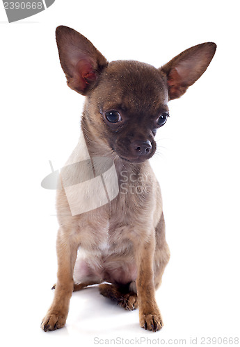 Image of puppy chihuahua