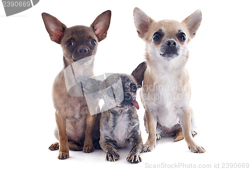 Image of chihuahuas