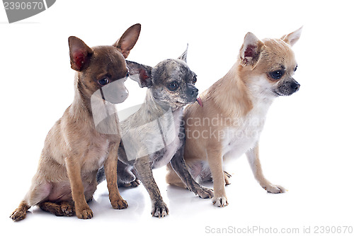 Image of three chihuahuas