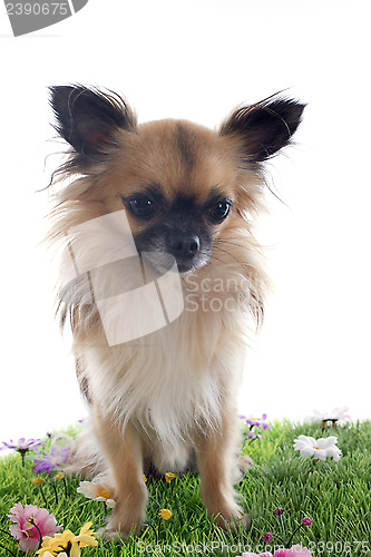 Image of chihuahua