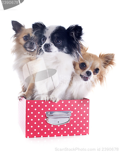 Image of chihuahuas in a box