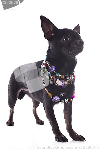 Image of blzack chihuahua