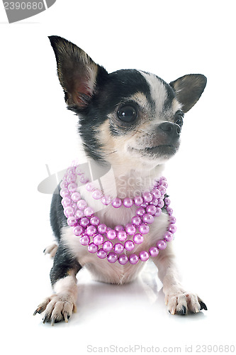Image of puppy chihuahua and collar