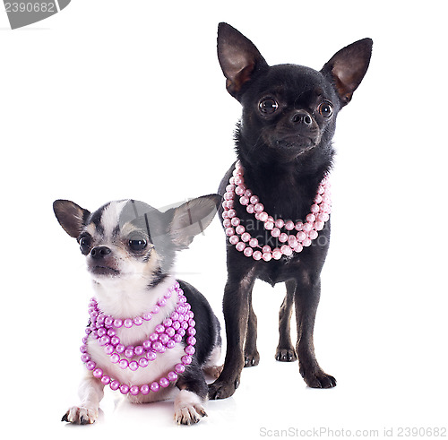Image of chihuahuas