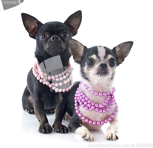 Image of chihuahuas