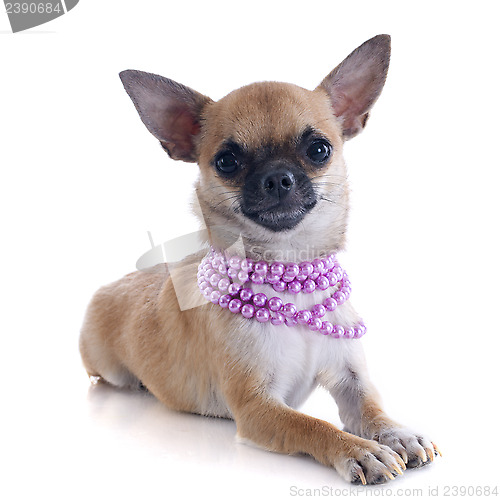 Image of puppy chihuahua and collar