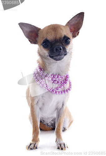 Image of puppy chihuahua and collar