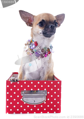 Image of puppy chihuahua