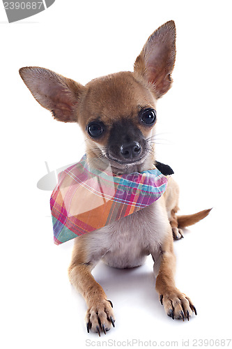 Image of puppy chihuahua with bandana
