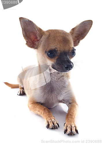 Image of puppy chihuahua