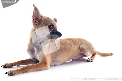 Image of puppy chihuahua