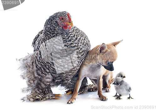 Image of orpington chicken and chihuahua