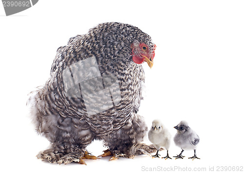 Image of orpington chicken and chicks