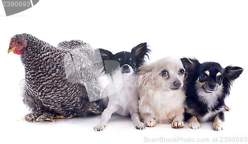 Image of orpington chicken and chihuahuas