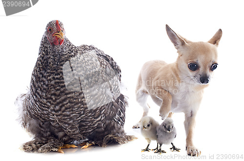 Image of orpington chicken and chihuahua