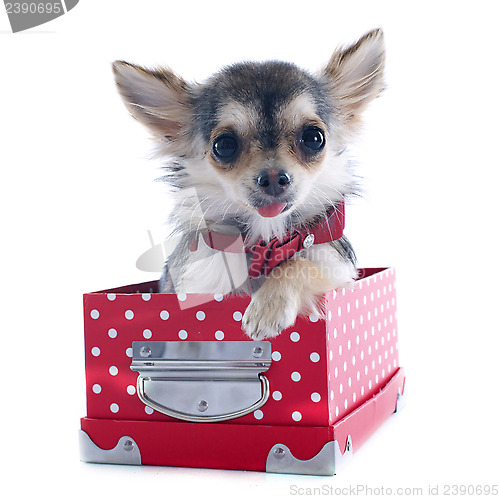 Image of puppy chihuahua in box