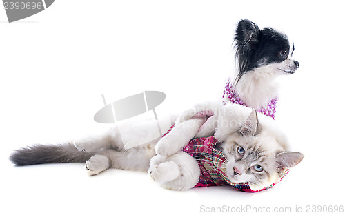 Image of birman kitten and chihuahua