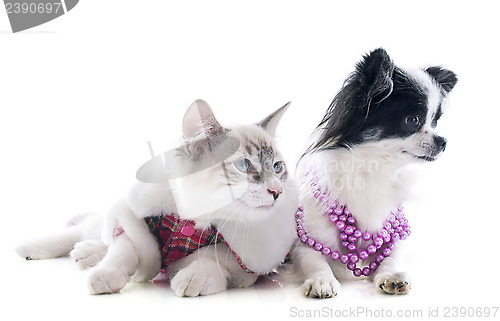 Image of birman kitten and chihuahua