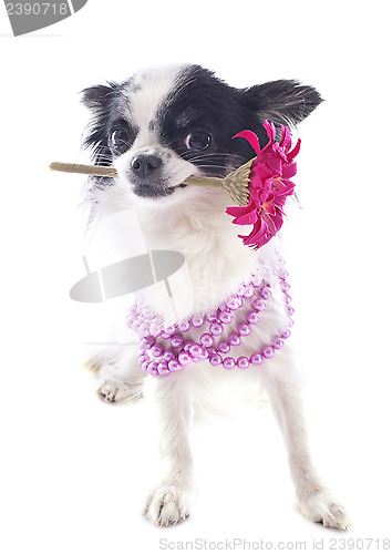 Image of chihuahua and flower