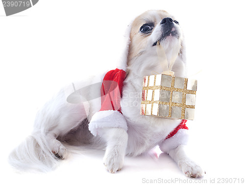 Image of santa claus chihuahua