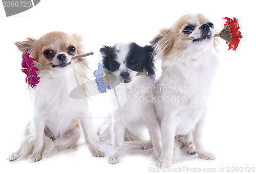 Image of chihuahuas and flowers