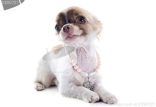 Image of puppy chihuahua and collar