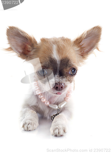 Image of puppy chihuahua