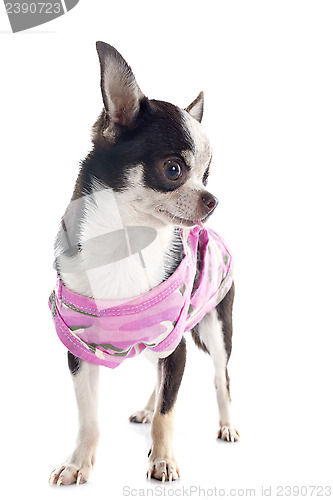 Image of puppy chihuahua