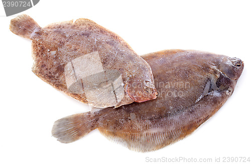 Image of lemon soles