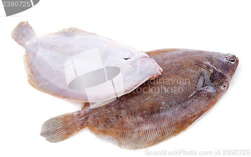 Image of lemon soles