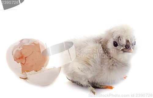 Image of hatching