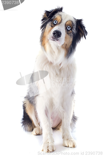 Image of australian shepherd