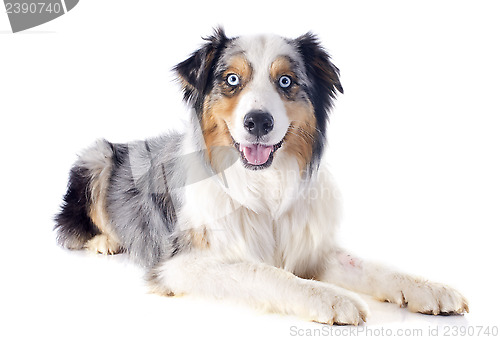 Image of australian shepherd