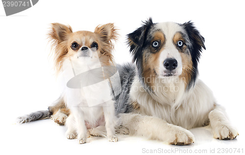 Image of australian shepherd and chihuahua